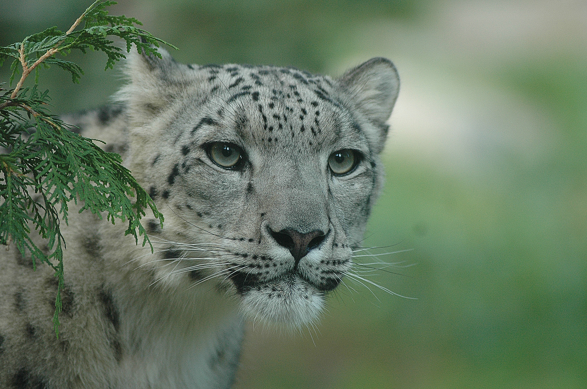 Nikon D70 sample photo. Snow leopard photography