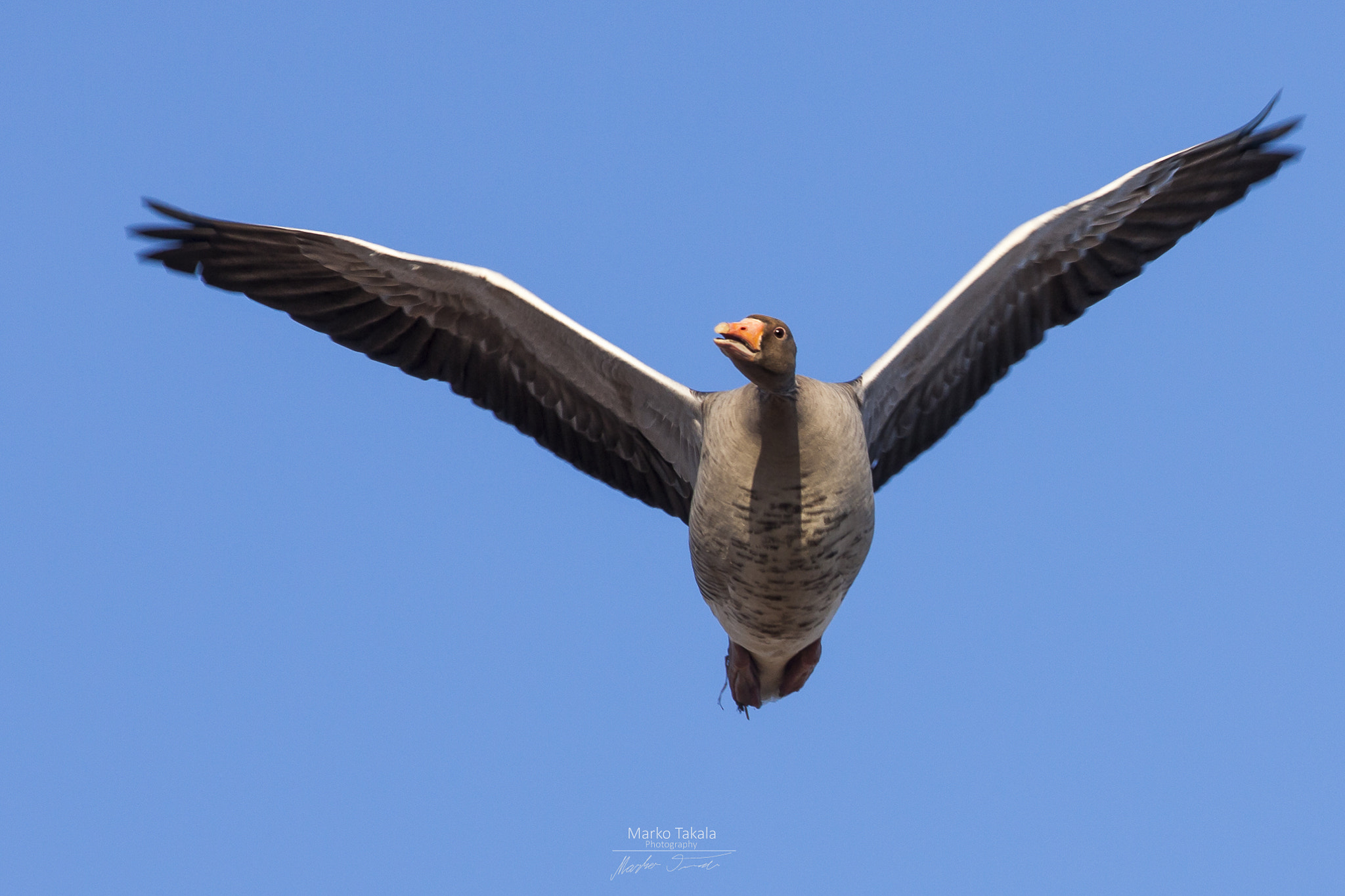 Canon EOS 5D Mark II + Canon EF 400mm F5.6L USM sample photo. Greylag goose photography