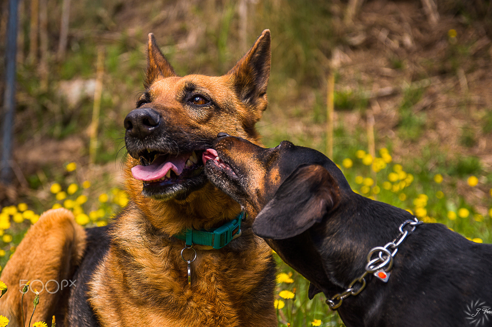 Sigma 17-70mm F2.8-4 DC Macro OS HSM | C sample photo. Unconditional love photography