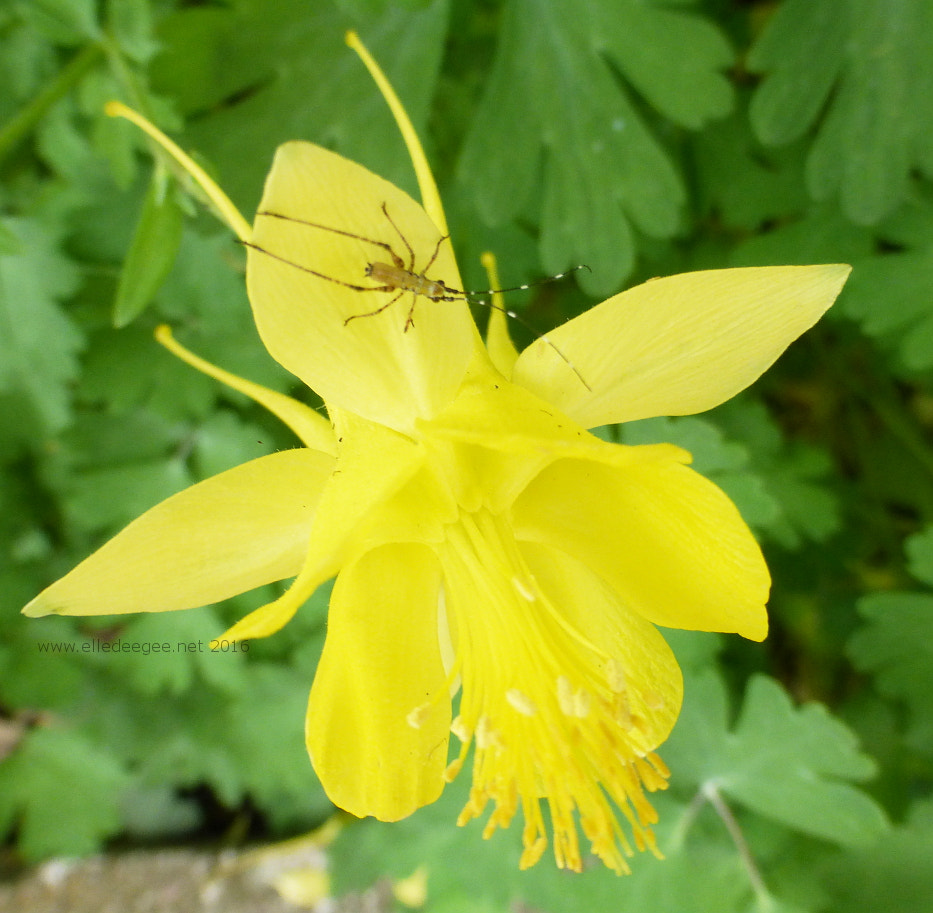 Panasonic Lumix DMC-ZS25 (Lumix DMC-TZ35) sample photo. Weird bug on yellow flower photography