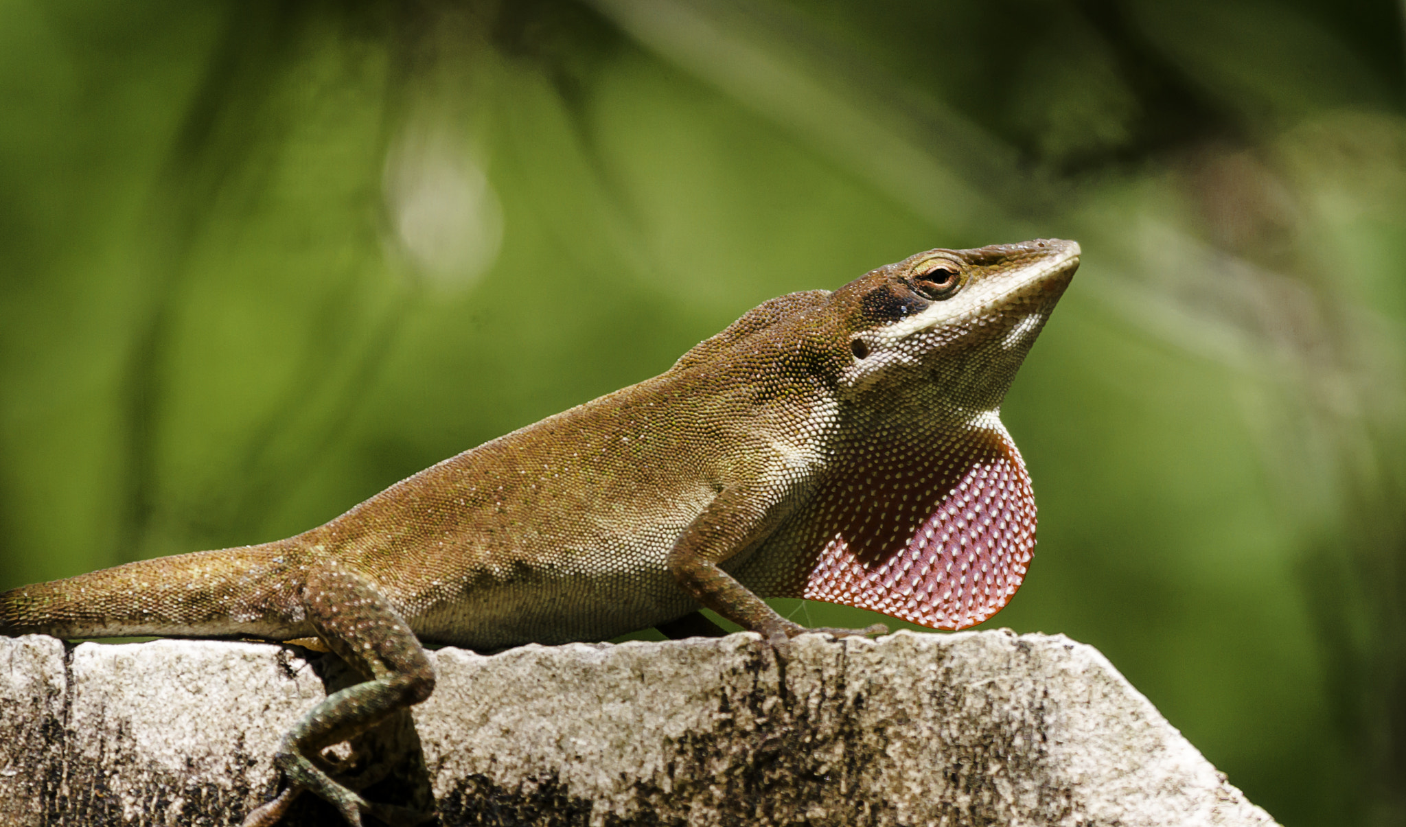 Sony Alpha DSLR-A580 sample photo. Hunting photography