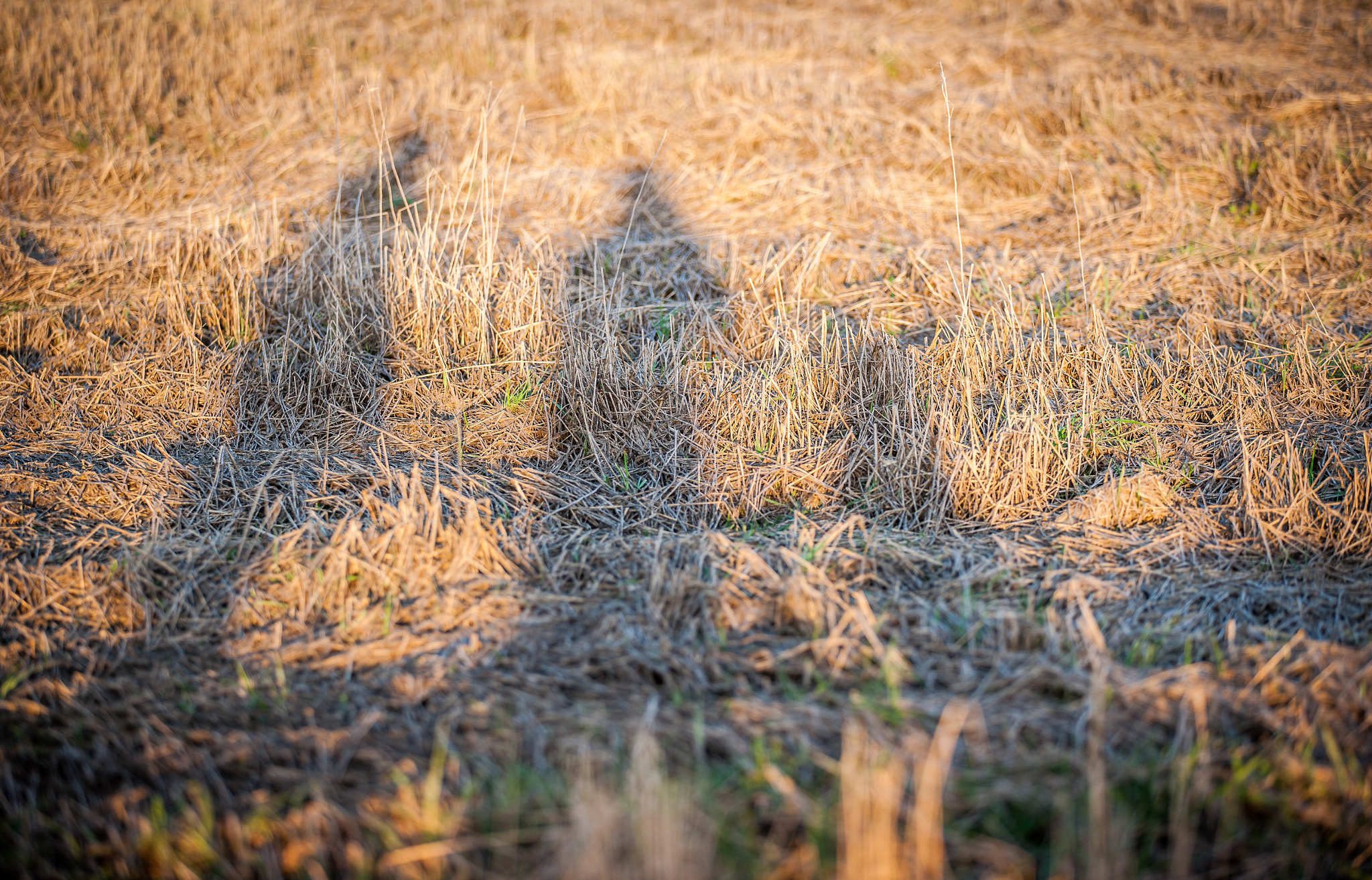 Canon EF 16-35mm F4L IS USM sample photo. The farmland photography