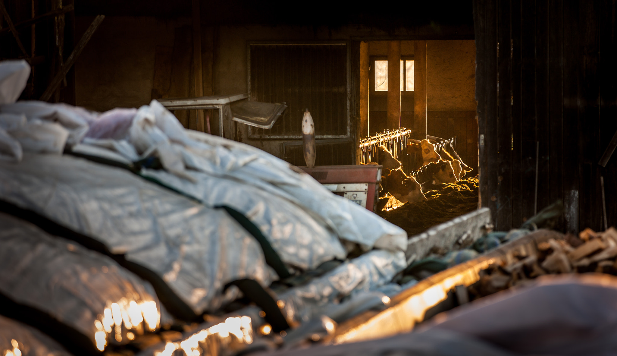 Canon EF 16-35mm F4L IS USM sample photo. The farmland photography