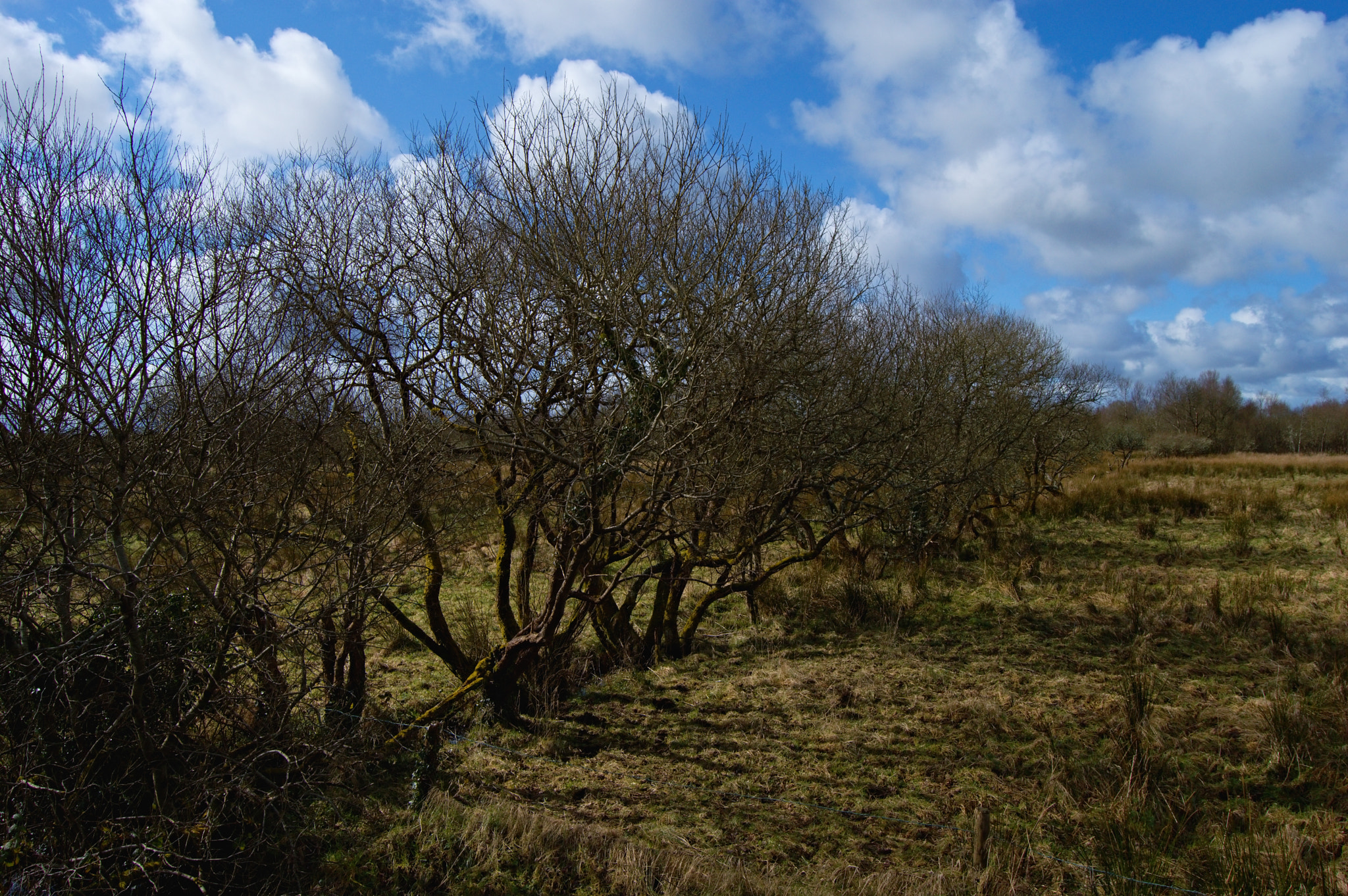 Nikon D3200 + 18.00 - 55.00 mm f/3.5 - 5.6 sample photo. Colors of spring photography