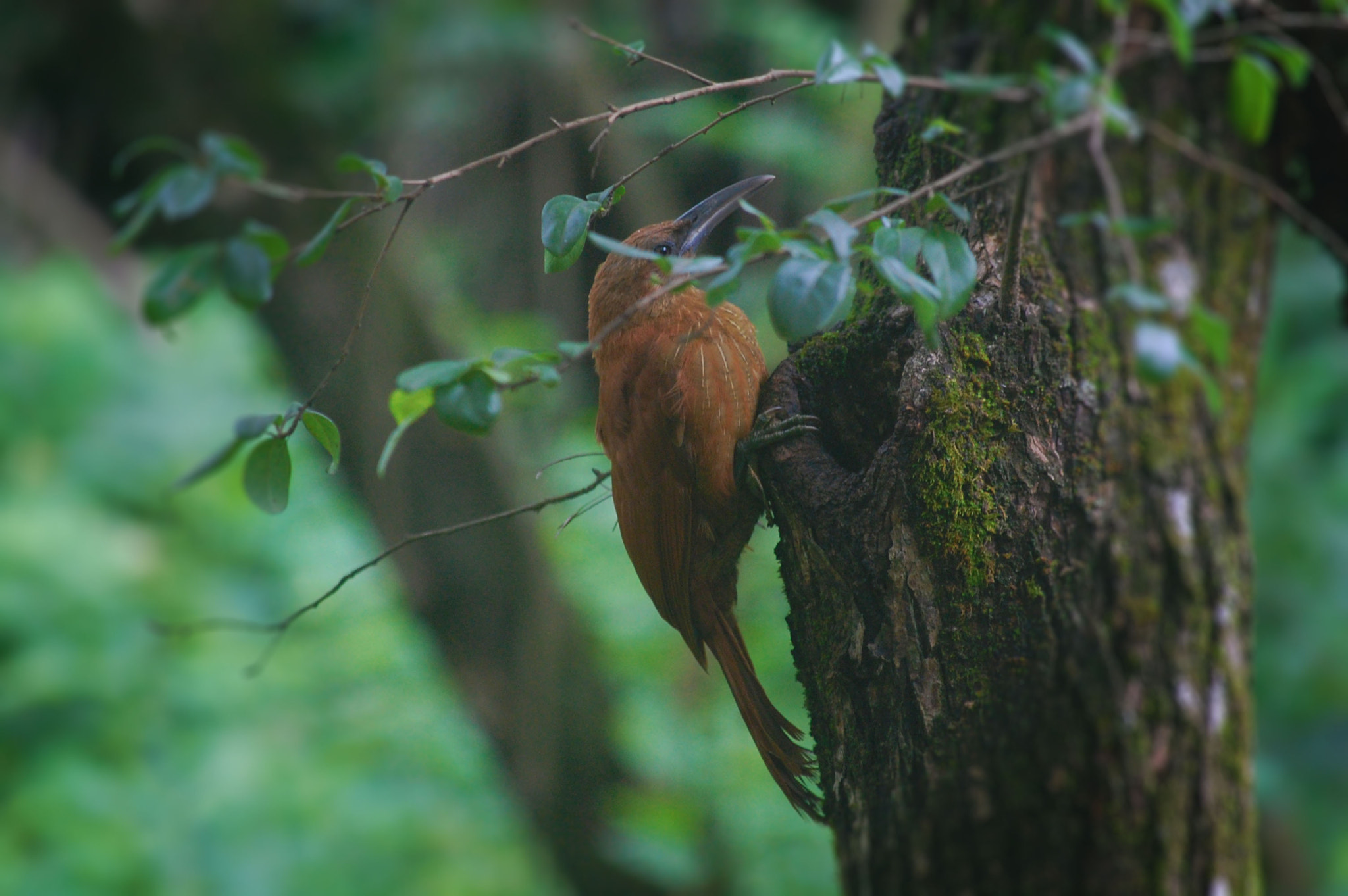 Nikon D40 sample photo. Ave en ventana photography