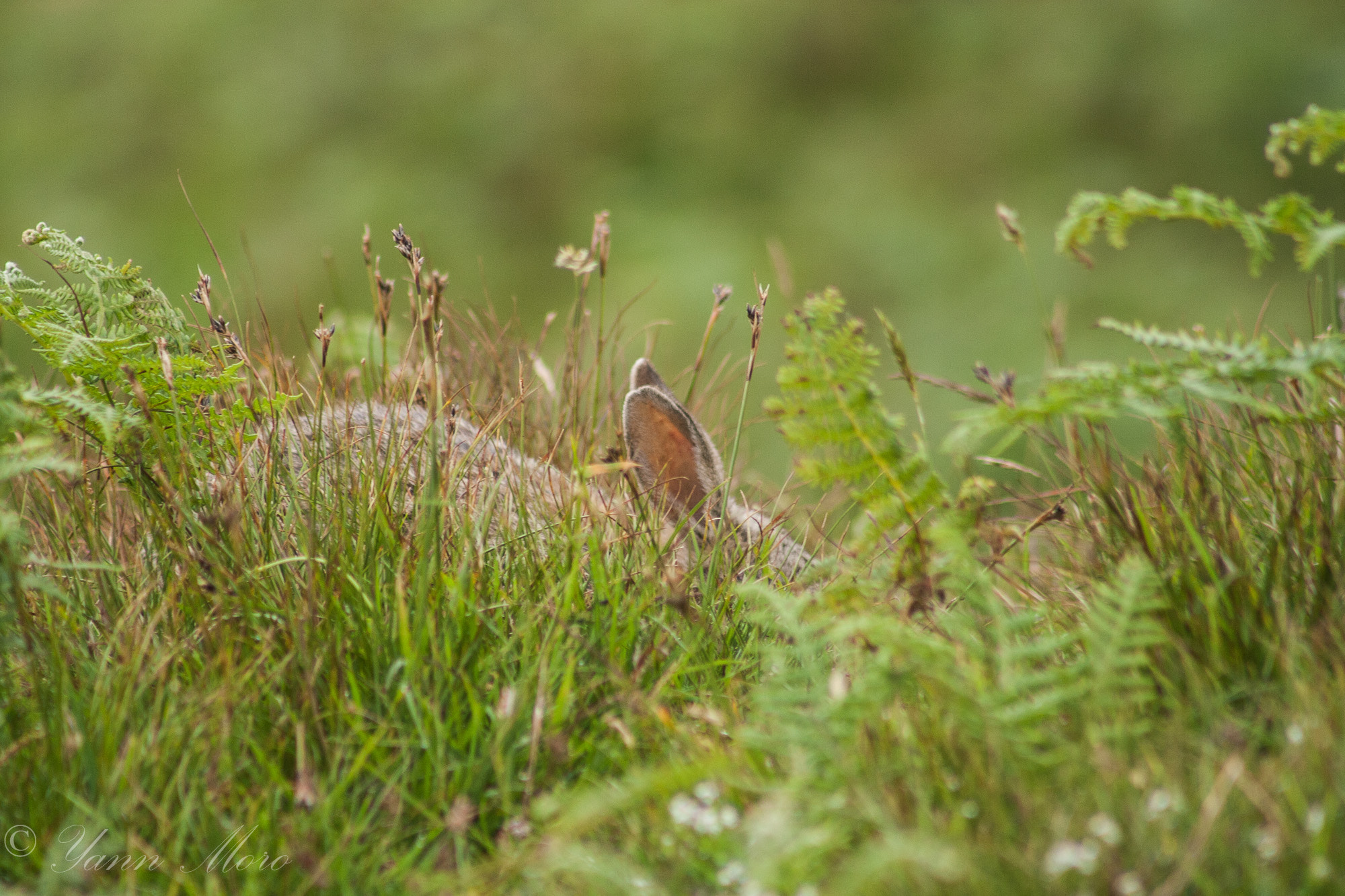 Canon EF 75-300mm f/4-5.6 USM sample photo. Happy easter !  photography