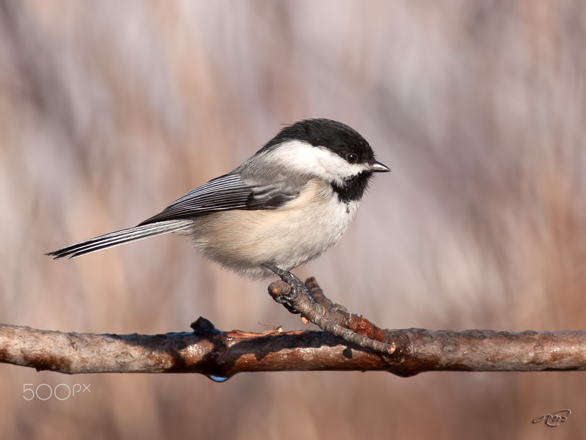 Canon EOS 40D + Canon EF 400mm F5.6L USM sample photo. Black-capped chickadee photography