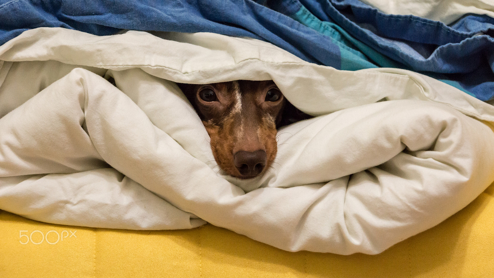 Sony SLT-A65 (SLT-A65V) sample photo. An ideal place for dachshund photography