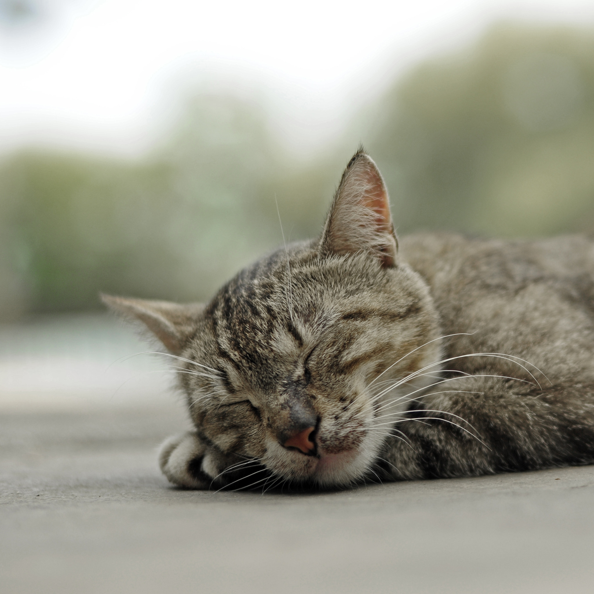 IX-Nikkor 60-180mm f/4-5.6 sample photo. Sleep photography