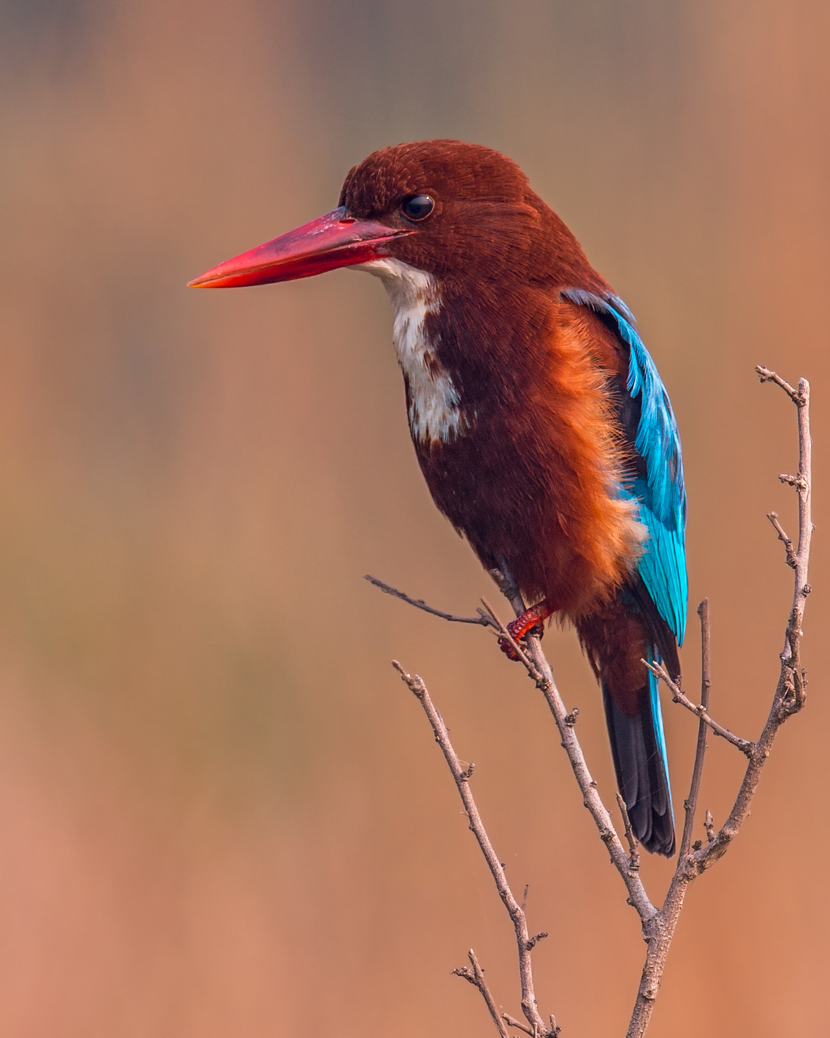 Sigma 24-60mm F2.8 EX DG sample photo. White throated kingfisher photography