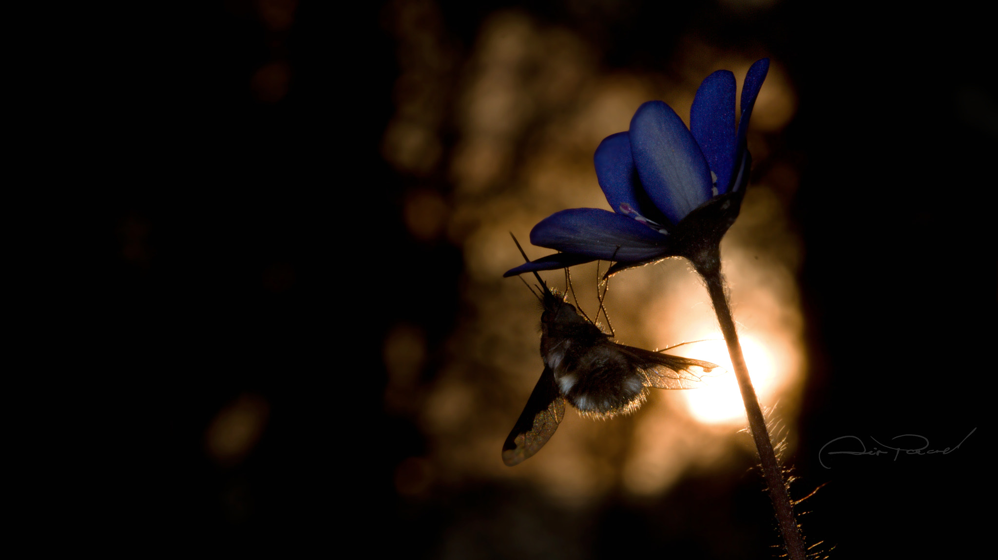Canon EOS 7D + Canon EF 100mm F2.8 Macro USM sample photo. Secret garden photography