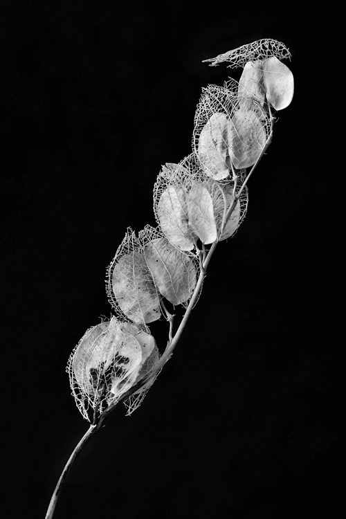 Nikon Df sample photo. Fragile photography