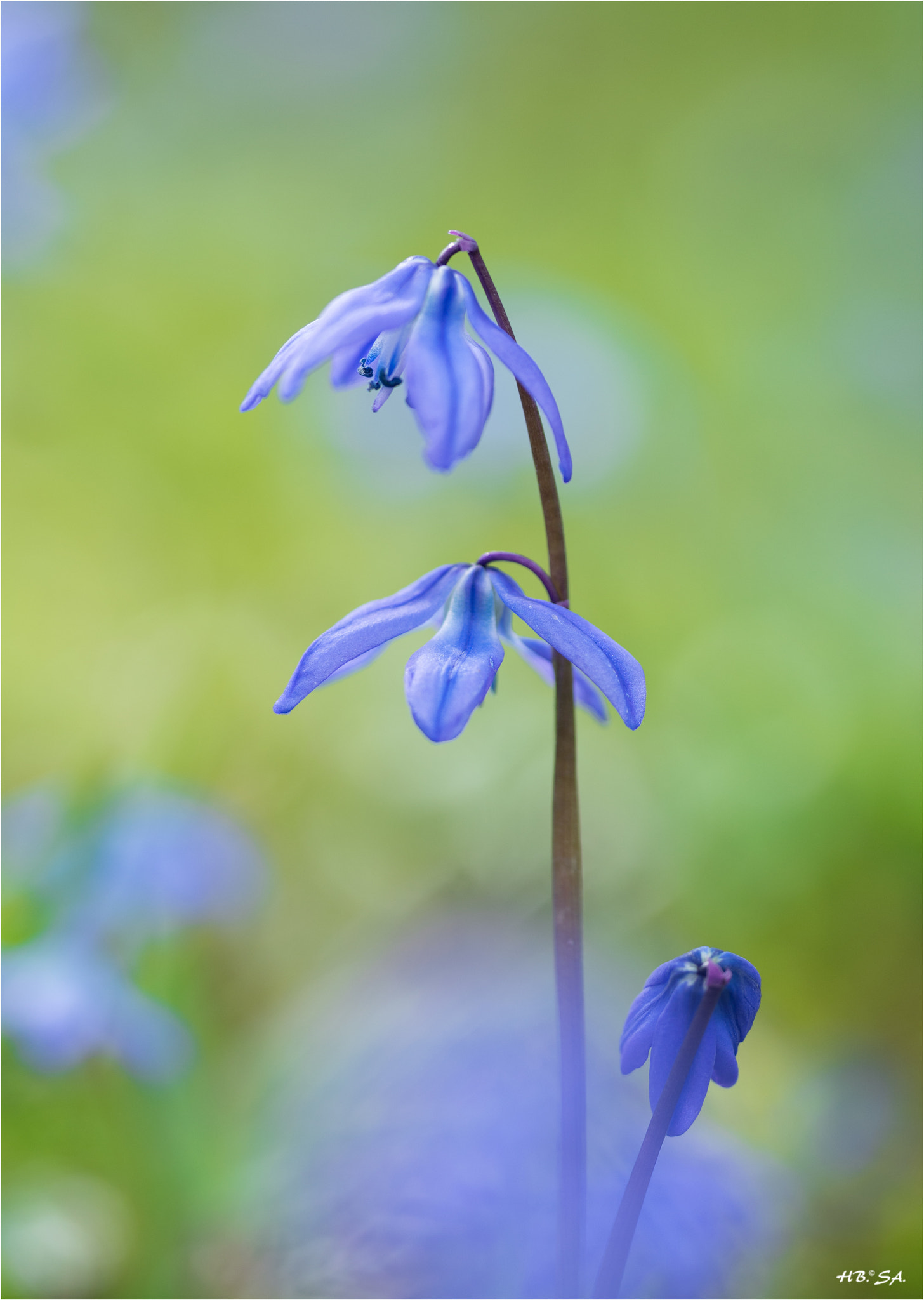 Sigma 150mm F2.8 EX DG OS Macro HSM sample photo. Blaustern photography