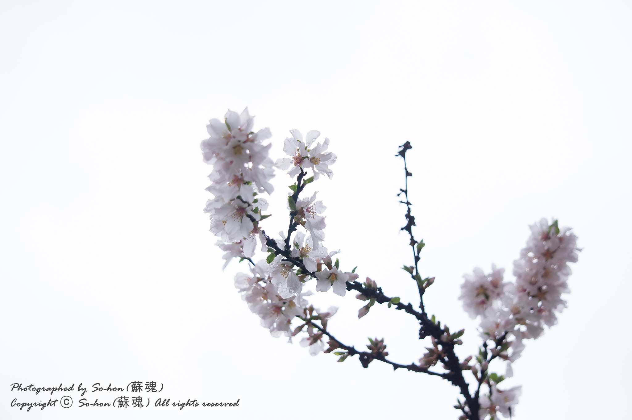 Sony Alpha NEX-C3 + Sony E 55-210mm F4.5-6.3 OSS sample photo. Oriental painting photography