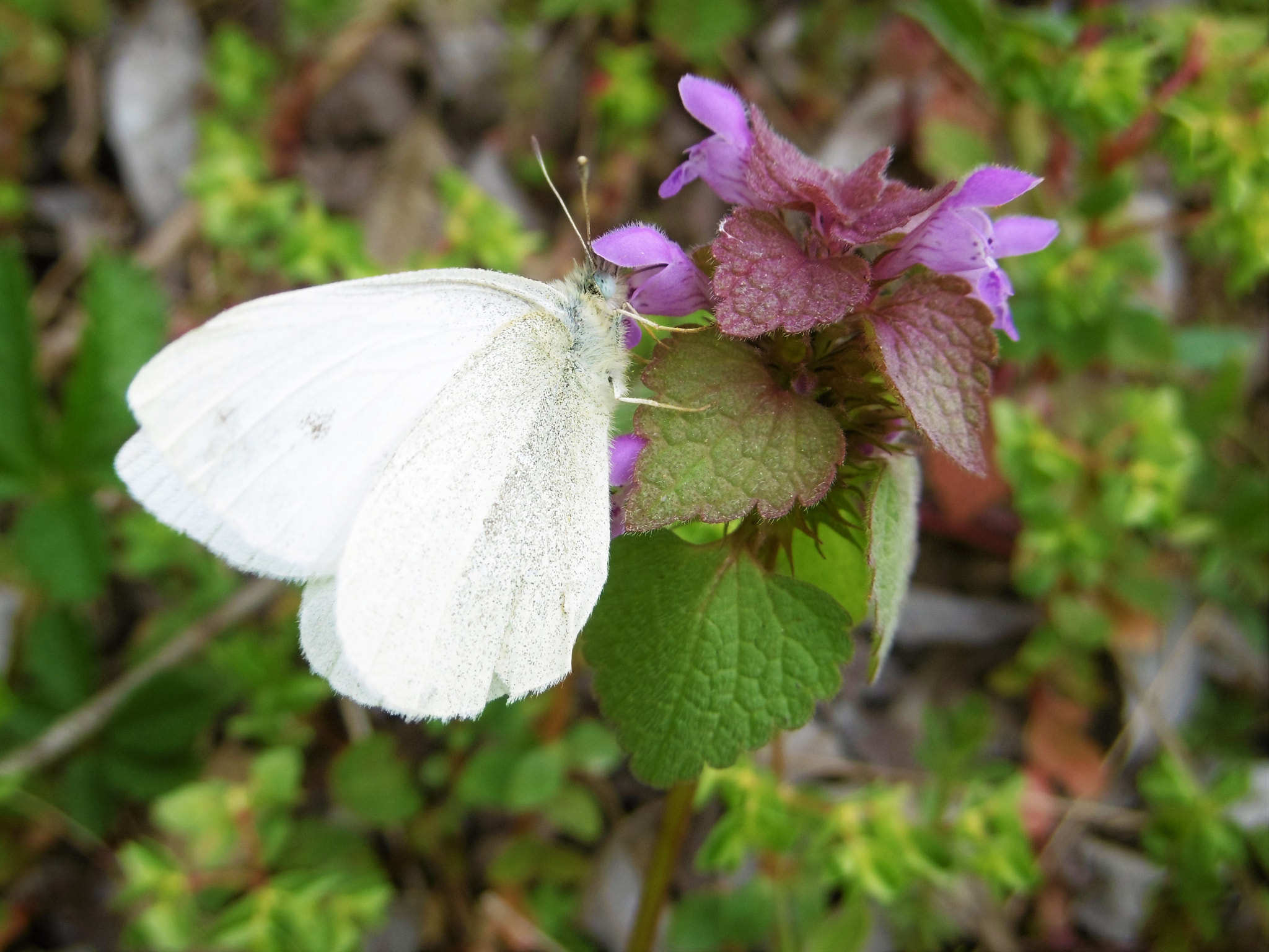 Panasonic DMC-SZ8 sample photo. Hungry butterfly photography