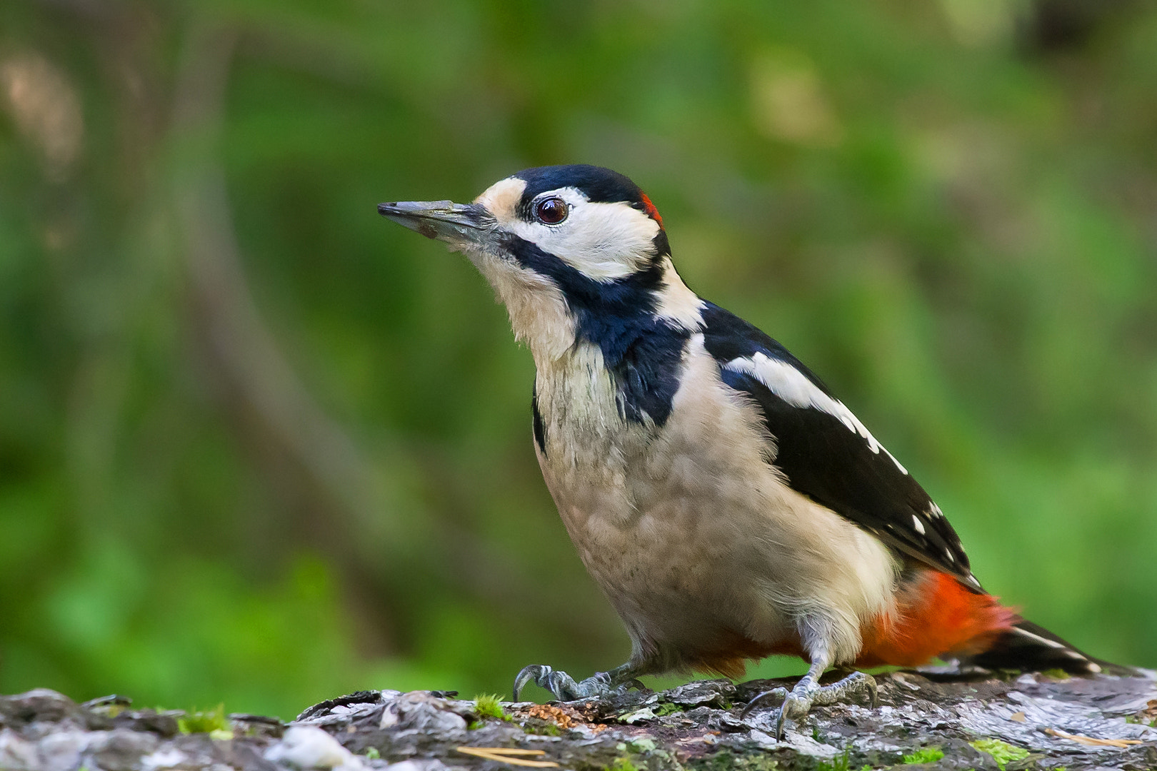 Canon EF 100-400mm F4.5-5.6L IS USM sample photo. Great spotted woodpecker photography