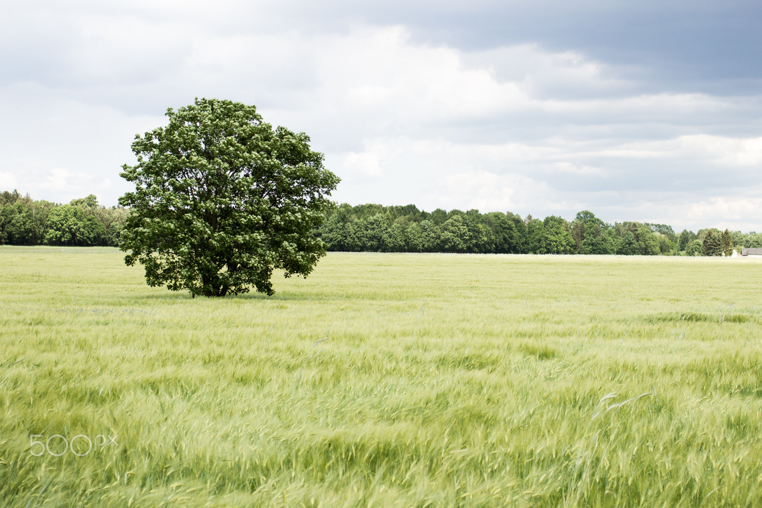Canon EF 35mm F2 sample photo. Tree in a cornfield photography