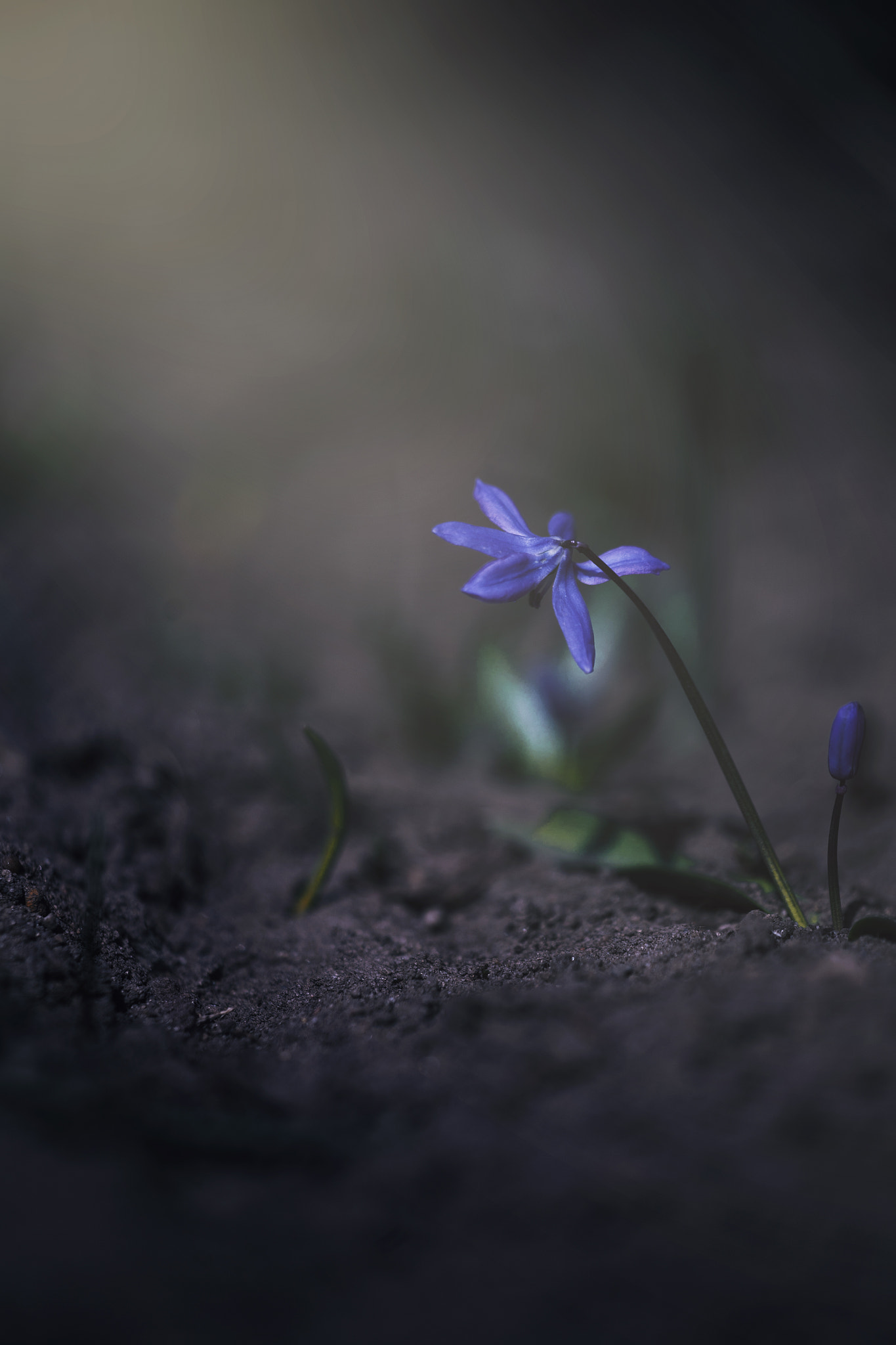 Sigma APO Macro 150mm f/2.8 EX DG HSM sample photo. Star dream girl photography