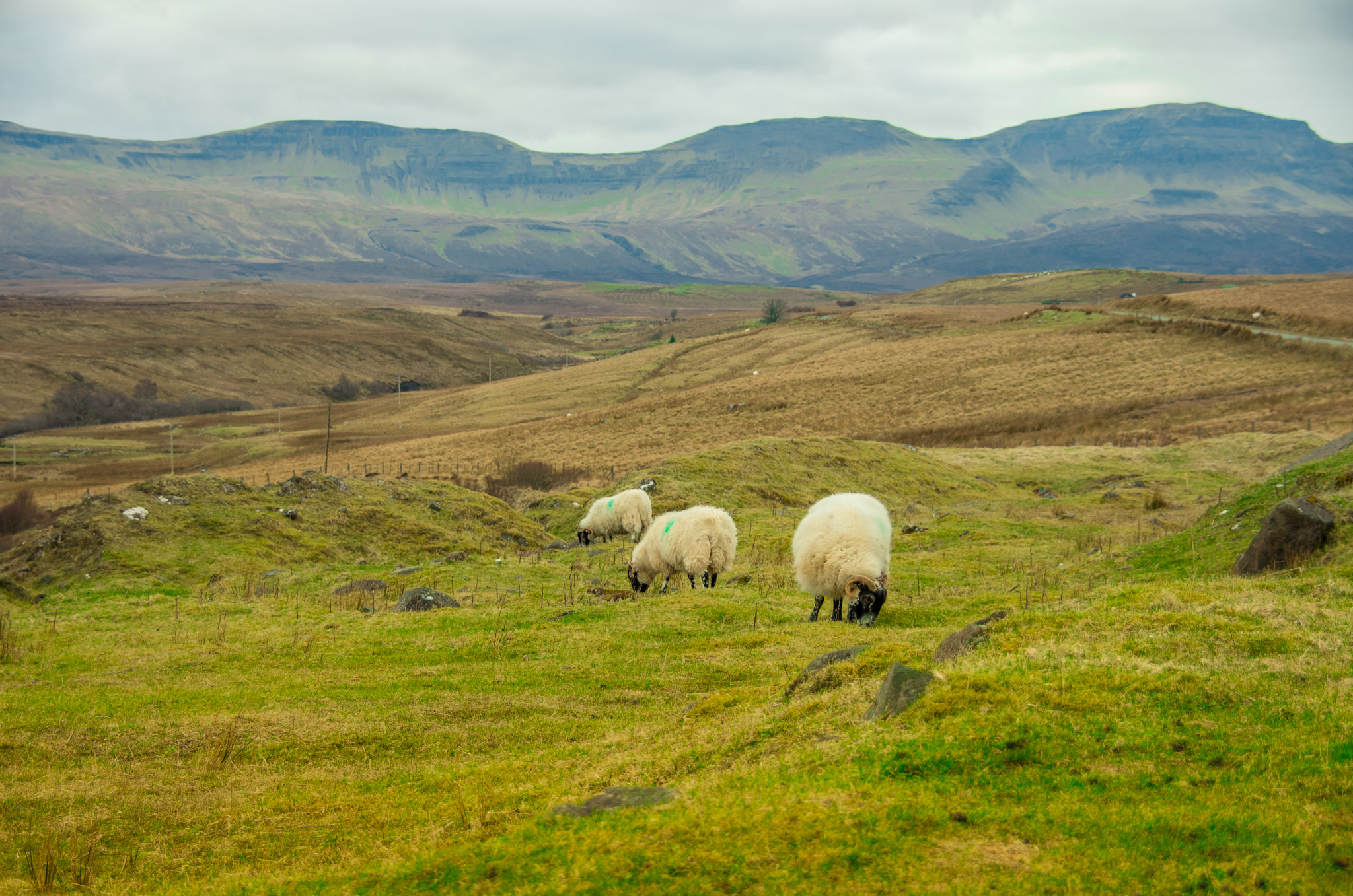 Pentax K-5 IIs sample photo. Ovejas pastando en skye photography