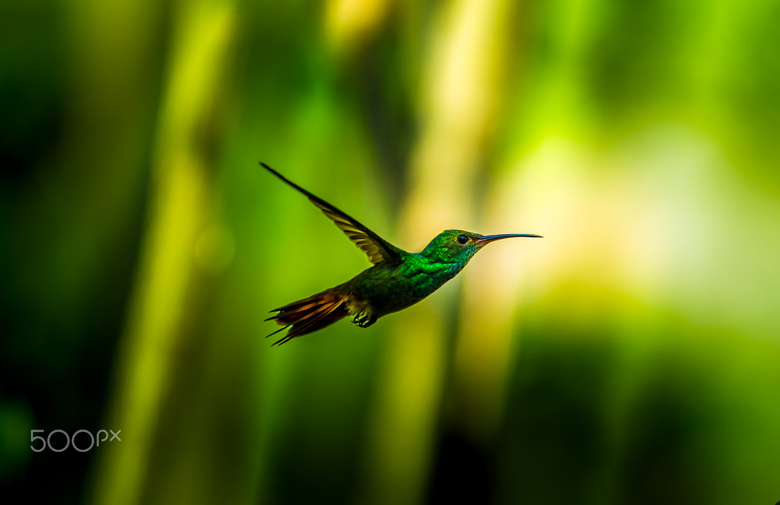 AF Zoom-Nikkor 80-200mm f/2.8 ED sample photo. In flight photography