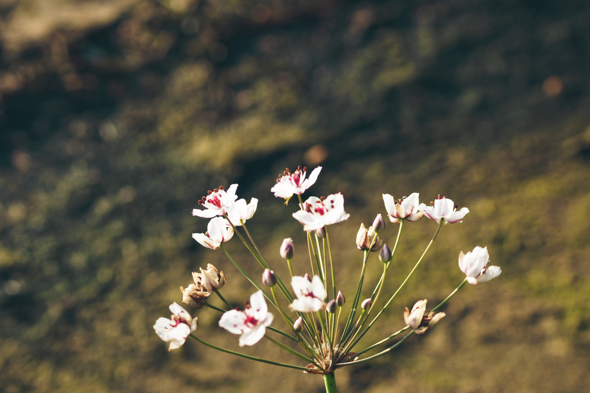 Sony SLT-A65 (SLT-A65V) sample photo. Small flowers photography