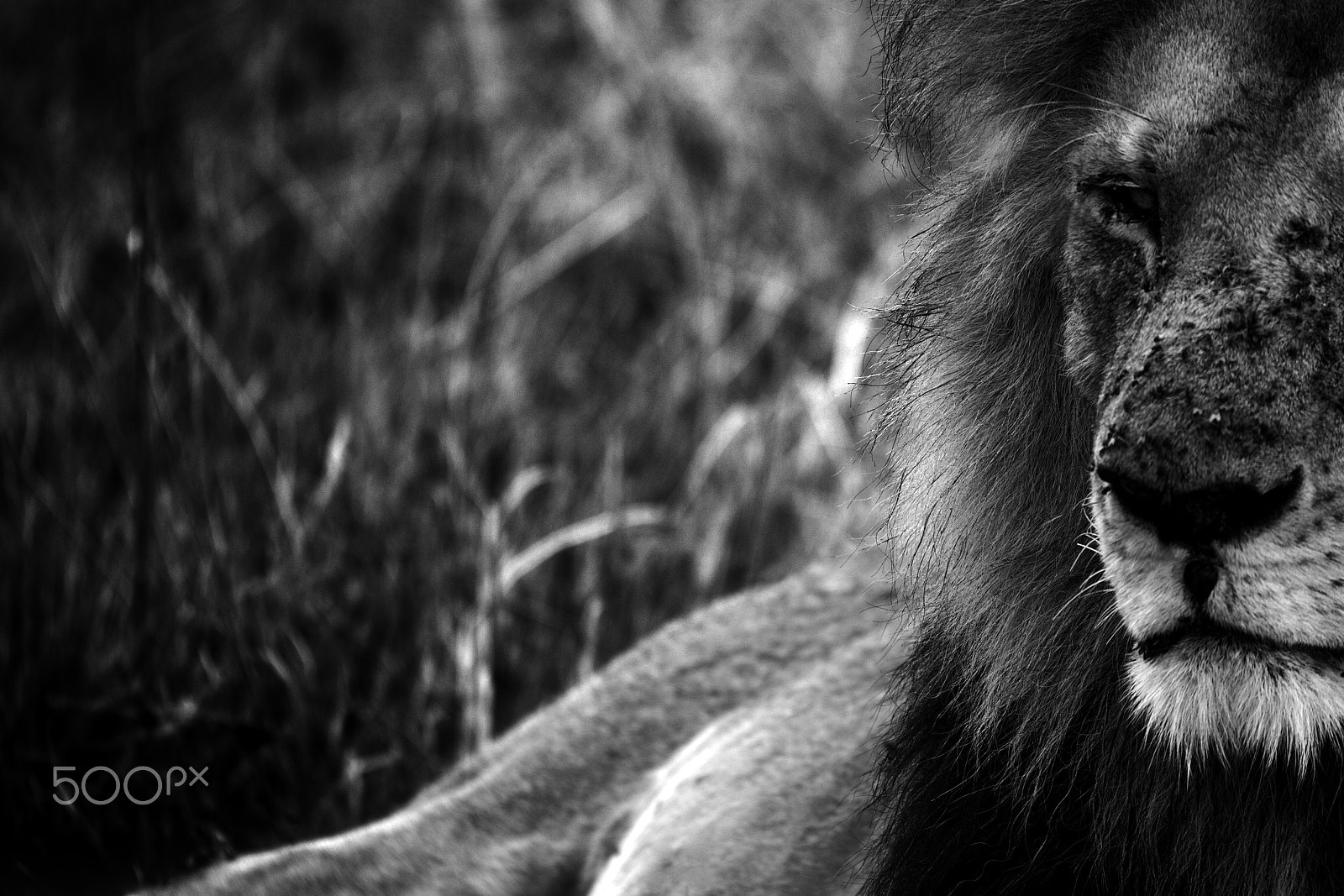 Sigma 150-600mm F5-6.3 DG OS HSM | C sample photo. Demi lion photography