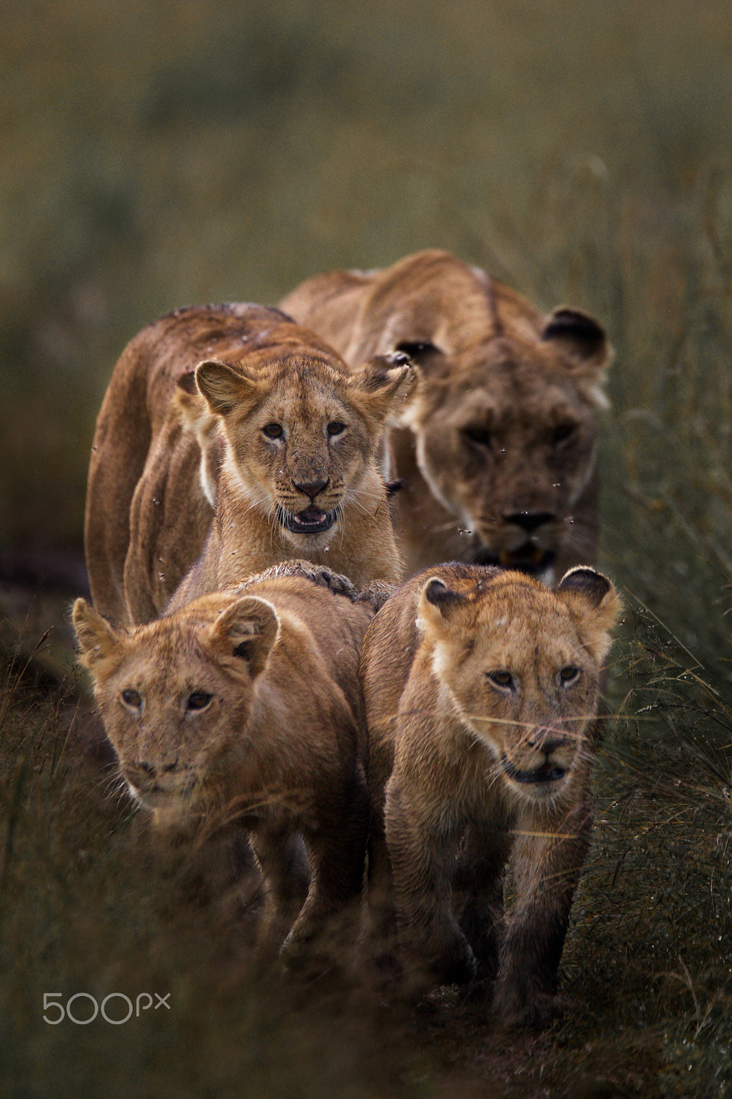 Sigma 150-600mm F5-6.3 DG OS HSM | C sample photo. Portrait de famille photography