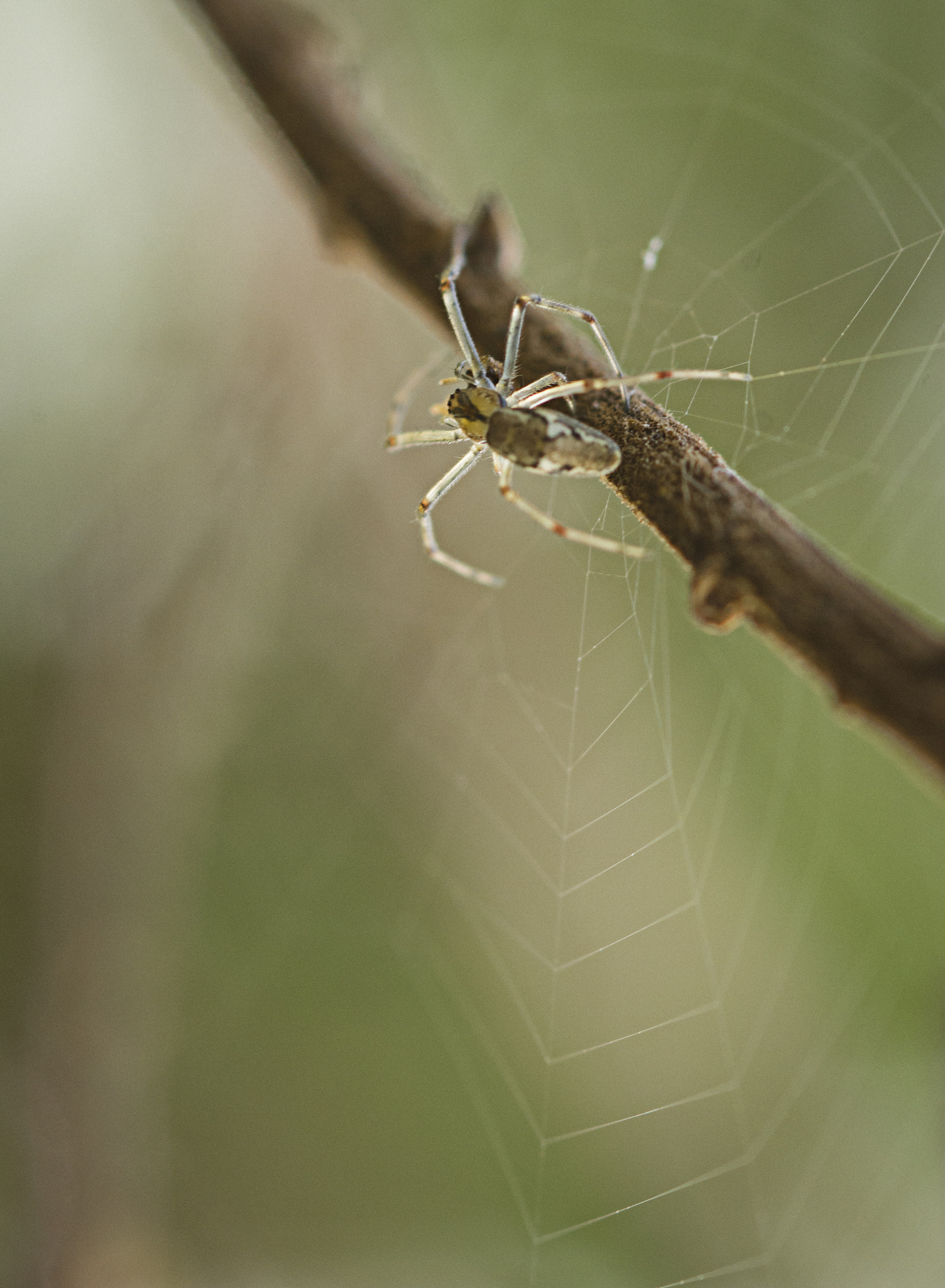 Nikon D7100 + Sigma 105mm F2.8 EX DG Macro sample photo. עכביש photography