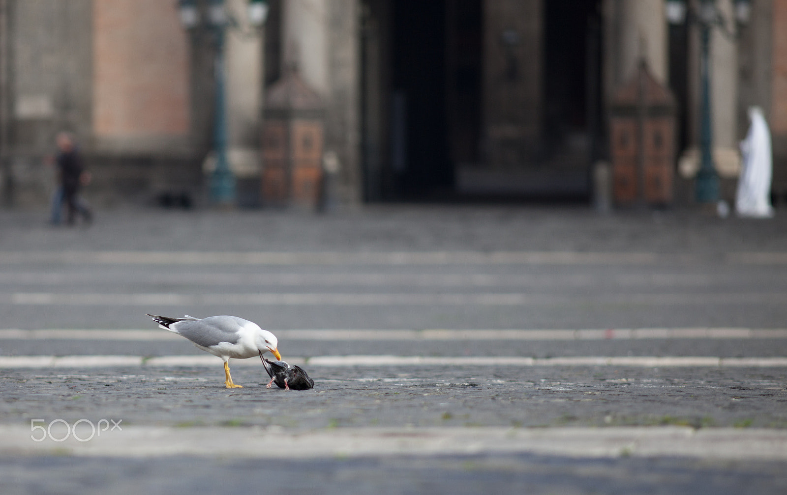 Canon EF 200mm F2.8L II USM sample photo. City seagull photography