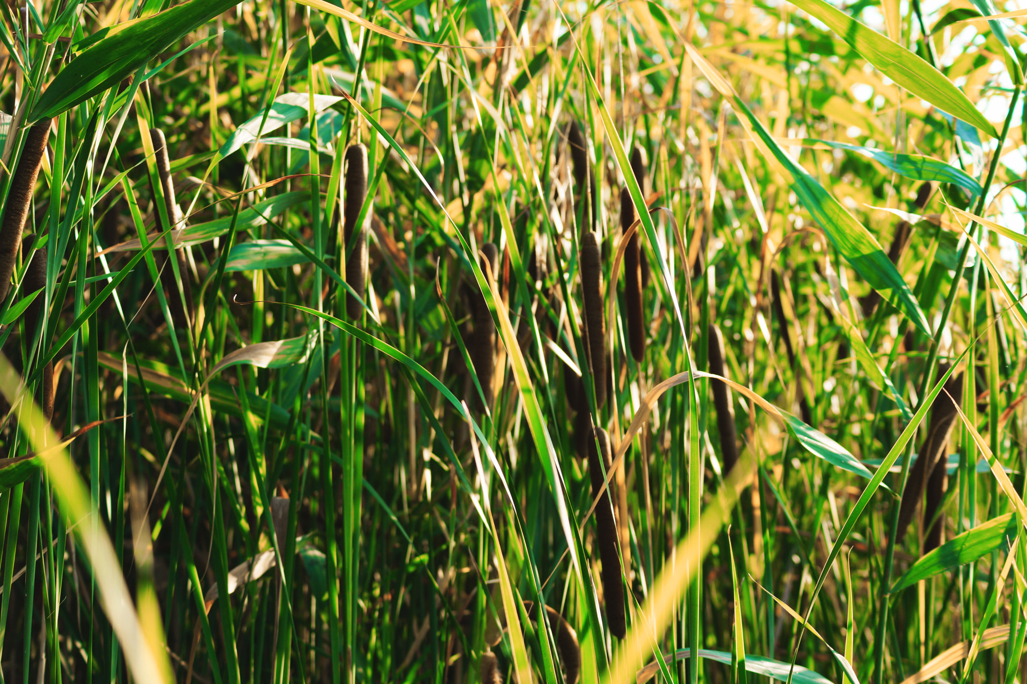 Sony SLT-A65 (SLT-A65V) sample photo. Cane photography