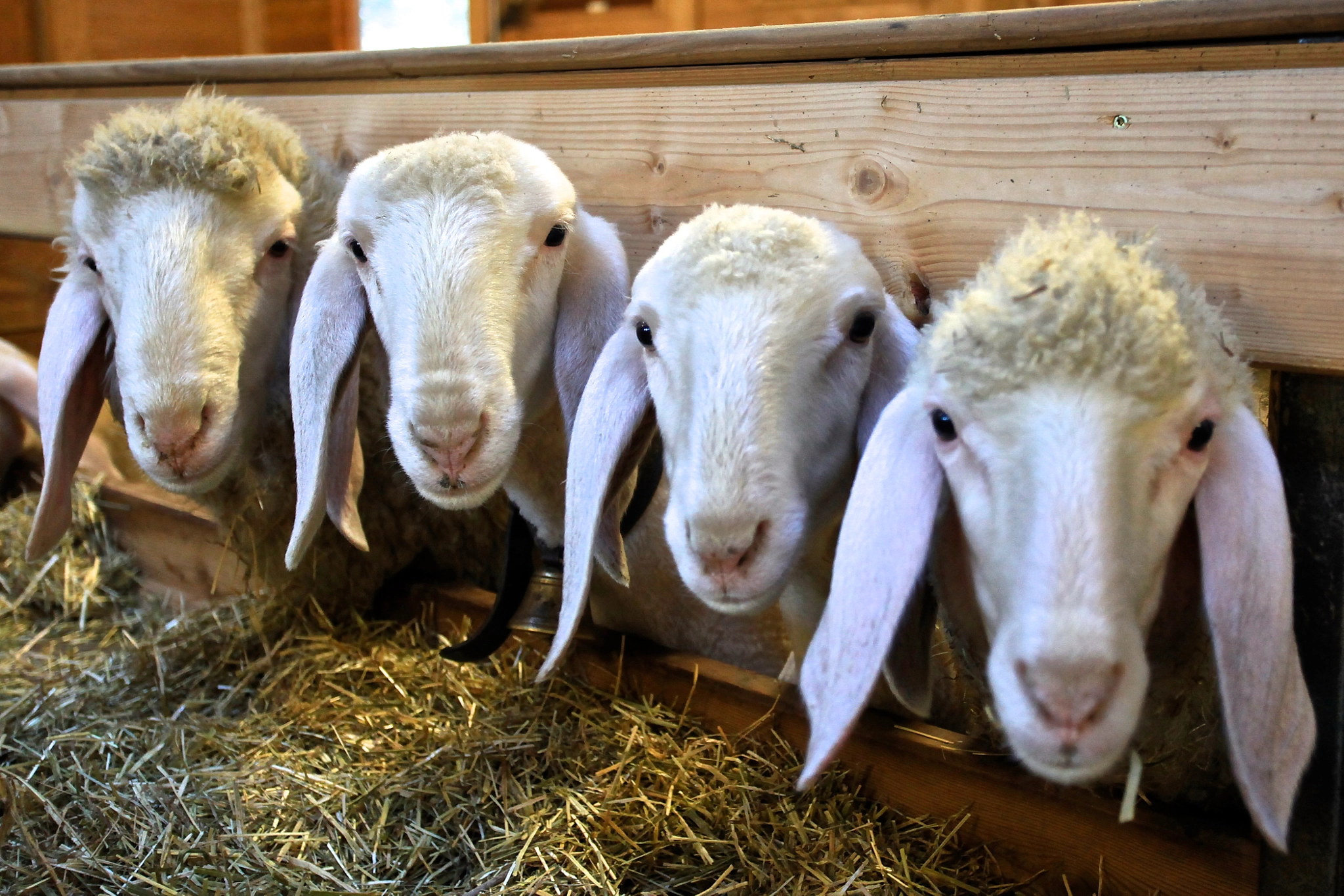 Canon EF 135mm F2.8 SF sample photo. Sheep photography