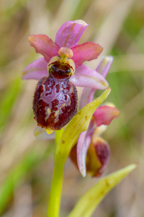 Pentax K-500 + Pentax smc D-FA 50mm F2.8 Macro sample photo. Ophrys photography