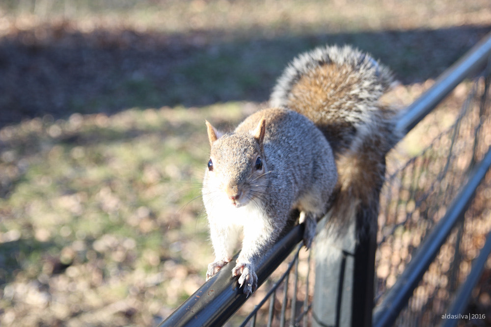 Sigma 17-70mm F2.8-4 DC Macro OS HSM sample photo. Nyc | squirrel in central park photography