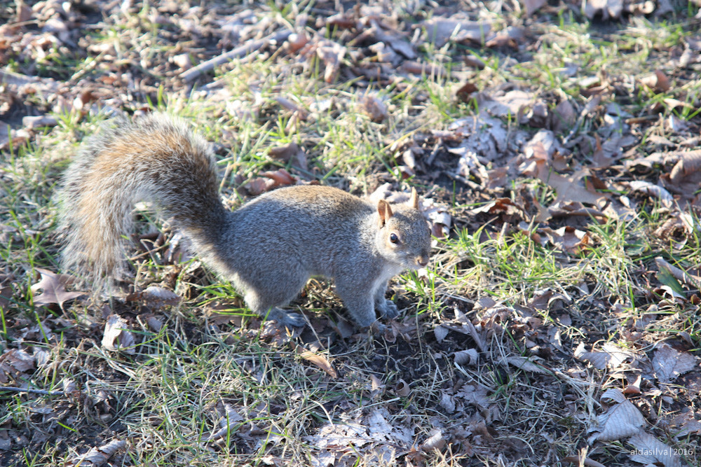 Sigma 17-70mm F2.8-4 DC Macro OS HSM sample photo. Nyc | squirrel in central park photography