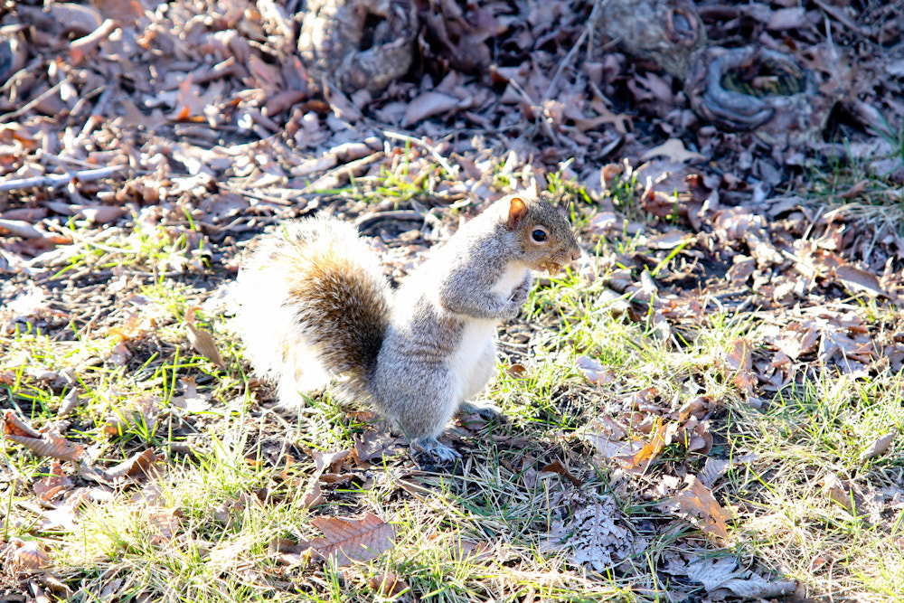 Sigma 17-70mm F2.8-4 DC Macro OS HSM sample photo. Nyc | squirrel in central park photography