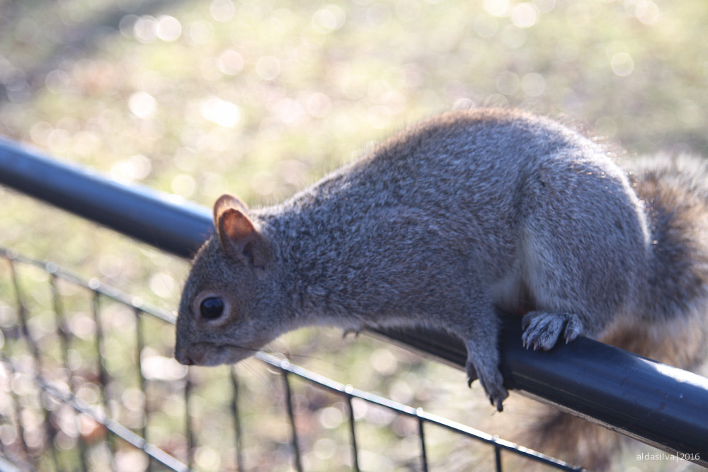Sigma 17-70mm F2.8-4 DC Macro OS HSM sample photo. Nyc | squirrel in central park photography