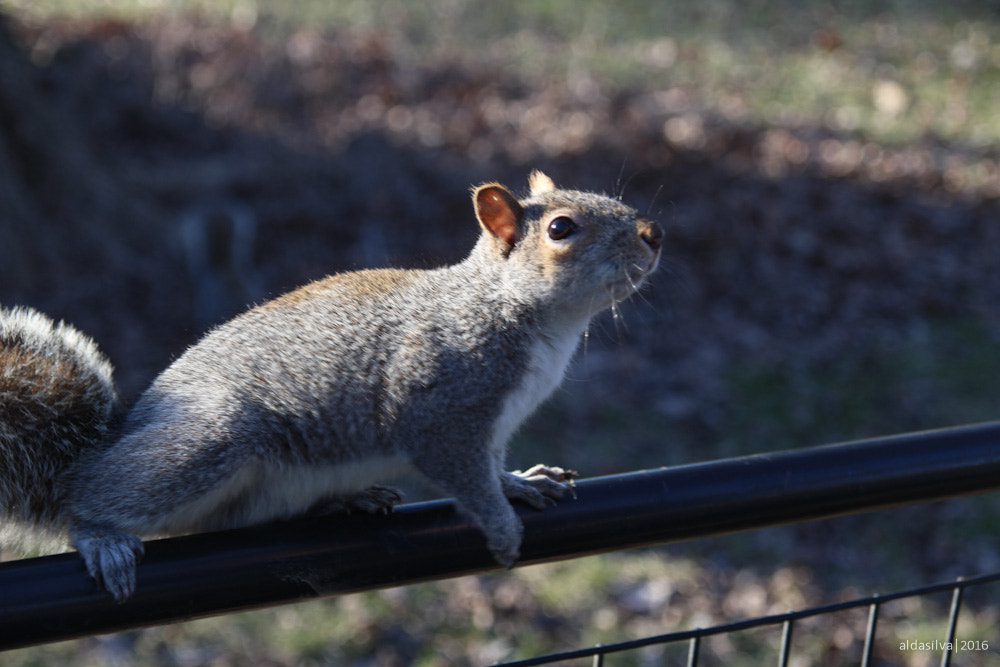 Sigma 17-70mm F2.8-4 DC Macro OS HSM sample photo. Nyc | squirrel in central park photography