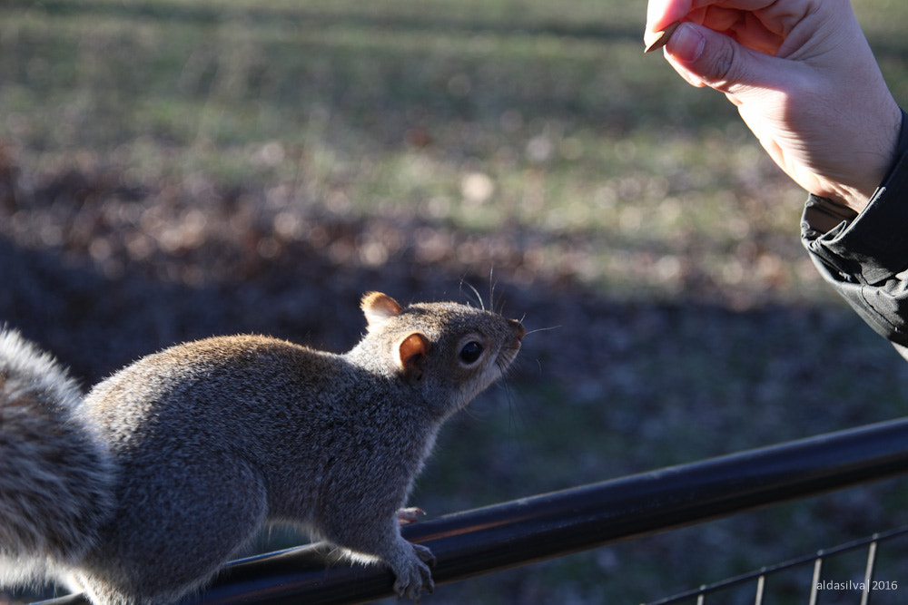 Sigma 17-70mm F2.8-4 DC Macro OS HSM sample photo. Nyc | squirrel in central park photography