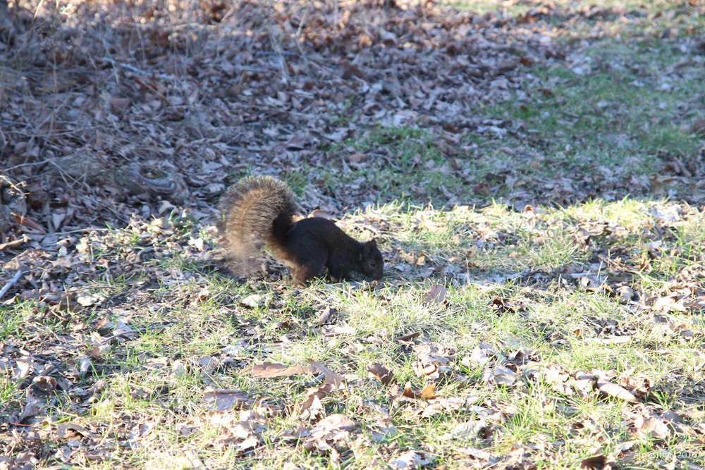 Sigma 17-70mm F2.8-4 DC Macro OS HSM sample photo. Nyc | squirrel in central park photography