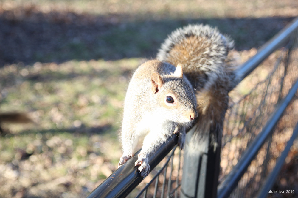 Canon EOS 100D (EOS Rebel SL1 / EOS Kiss X7) + Sigma 17-70mm F2.8-4 DC Macro OS HSM sample photo. Nyc | squirrel in central park photography