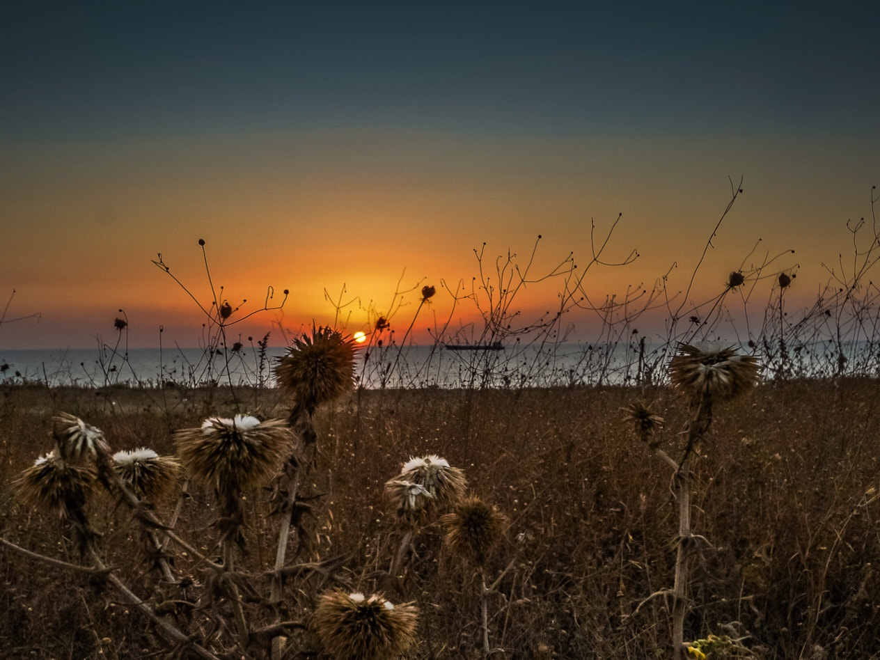 Sigma 8-16mm F4.5-5.6 DC HSM sample photo. Cotton eye joe photography