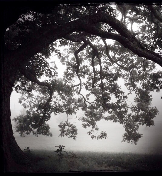 Hipstamatic 280 sample photo. Under the tree photography