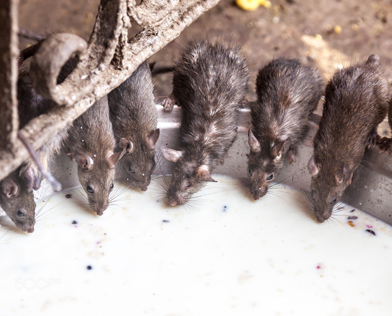 Canon EF 200mm F2.8L II USM sample photo. Rat temple, bikaner photography