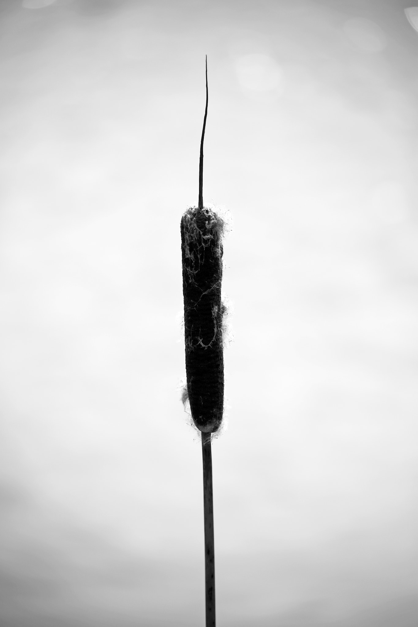 Canon EF 70-210mm f/3.5-4.5 USM sample photo. Reed seed pod photography