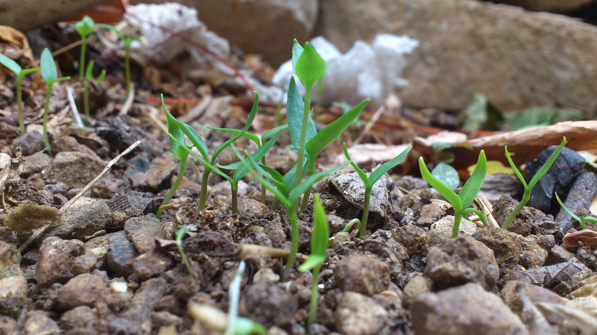 Sony Ericsson Xperia ray sample photo. ‫‬ spring bud photography