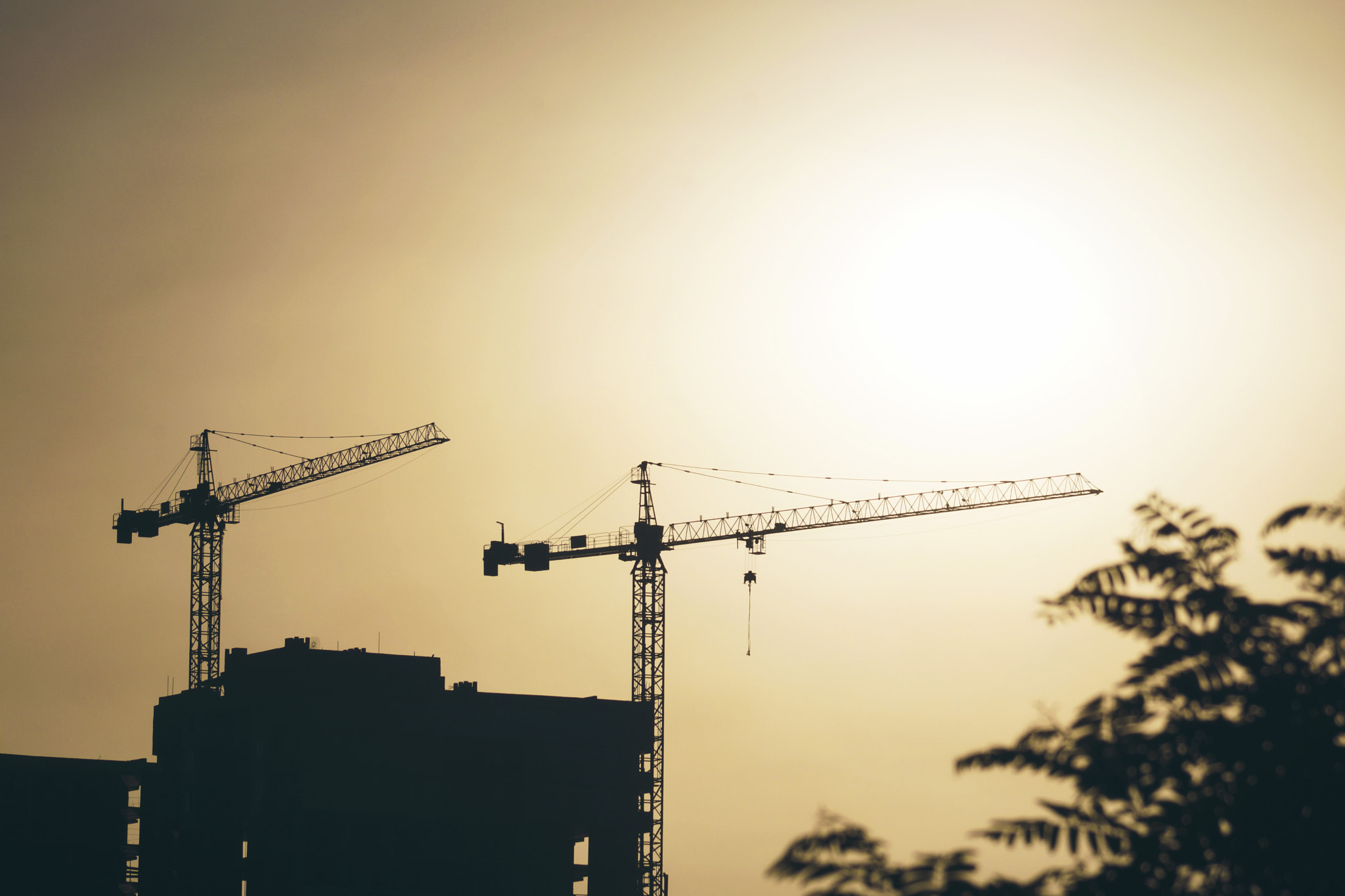 Sony SLT-A65 (SLT-A65V) sample photo. Cranes photography
