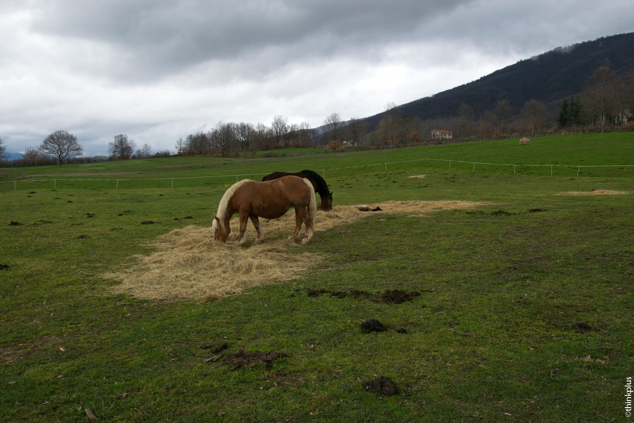 Nikon D3300 + Nikon AF-S Nikkor 20mm F1.8G ED sample photo. We are horses photography