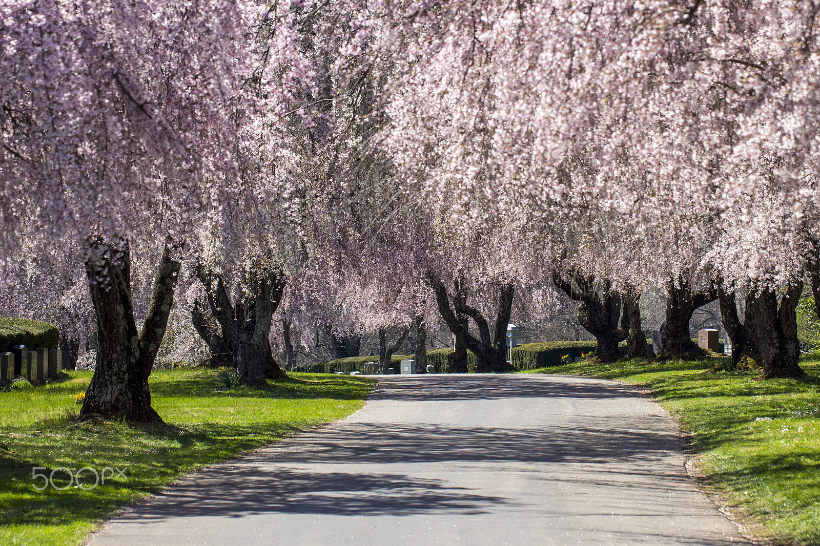 Canon EF 100mm F2.8L Macro IS USM sample photo. Weeping cherry trees photography