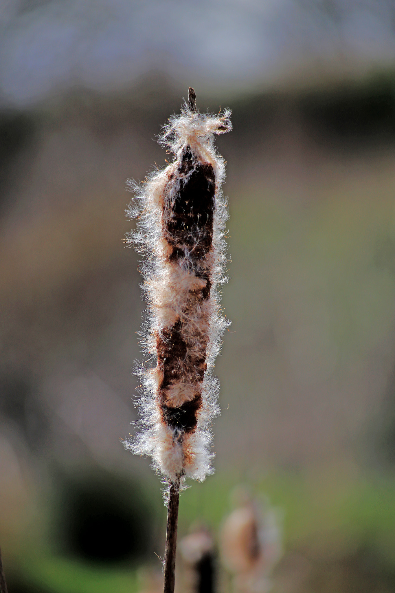 Canon EF 70-210mm f/3.5-4.5 USM sample photo. Reed photography