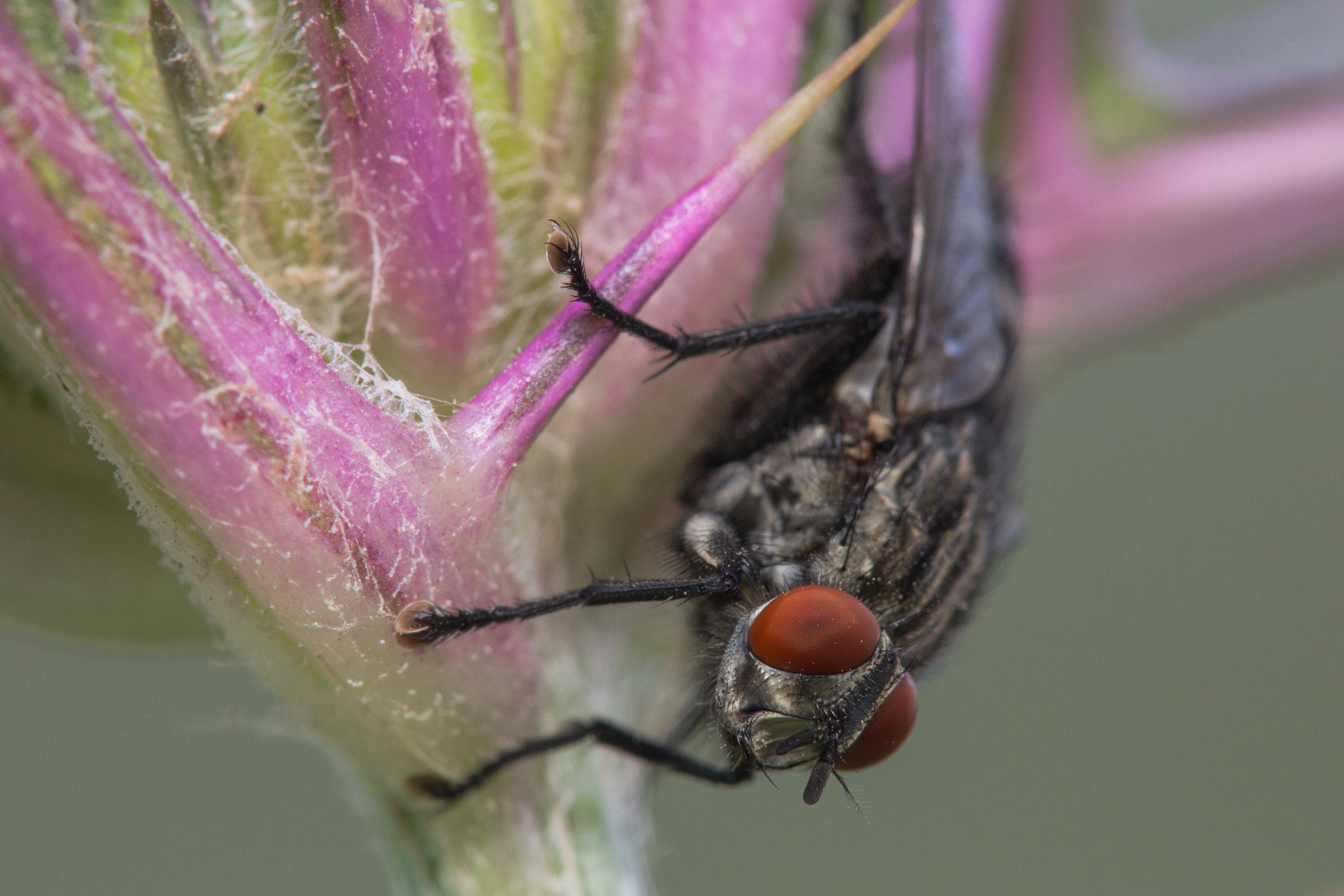 Tamron SP AF 180mm F3.5 Di LD (IF) Macro sample photo. A fly photography